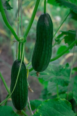 Young prickly crunchy cucumber on a branch in the greenhouse, cl