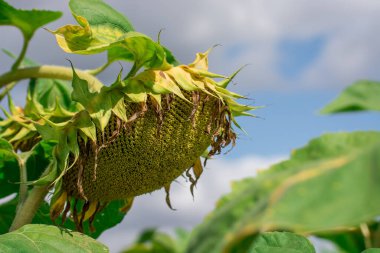 Yazın hasat zamanı güzel ayçiçeği tarlası