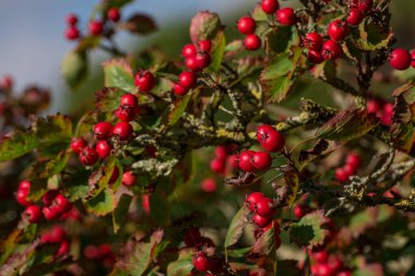 Kornelian kiraz ağacı büyüdükçe bu kırmızı meyveler ona çok yakın.