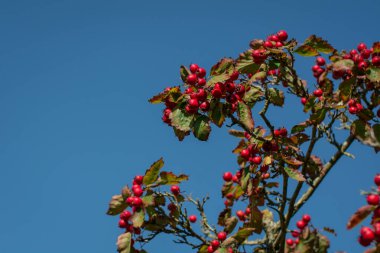 Kornelian kiraz ağacı büyüdükçe bu kırmızı meyveler ona çok yakın.
