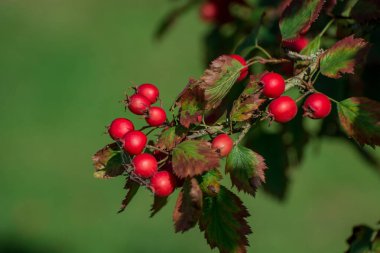 Kornelian kiraz ağacı büyüdükçe bu kırmızı meyveler ona çok yakın.