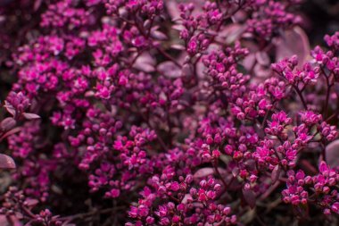 Bahçedeki güzel renkli yaz çiçekleri