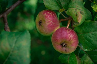 apple fruits on tree branch