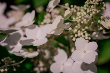 Bahçedeki Hortensiya parlak renkleri, çiçeğin ayrıntıları