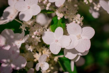 Bahçedeki Hortensiya parlak renkleri, çiçeğin ayrıntıları