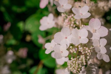 Bahçedeki Hortensiya parlak renkleri, çiçeğin ayrıntıları