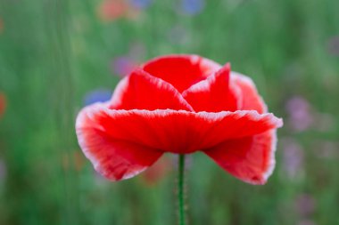 Yaban çiçekleri tarlasında gelincikler ve çiçek