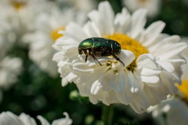 Papatya çiçeğinin üzerindeki yeşil böcek.