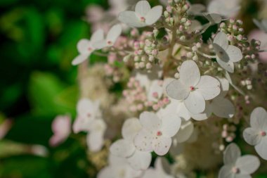 Bahçedeki Hortensiya parlak renkleri, çiçeğin ayrıntıları