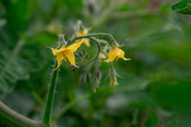 yeşil arka plan bahar çiçek