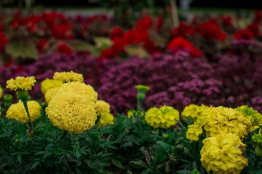 Sarı Rudbeckia çiçek veya gloriosa daisy. Yaz çiçek