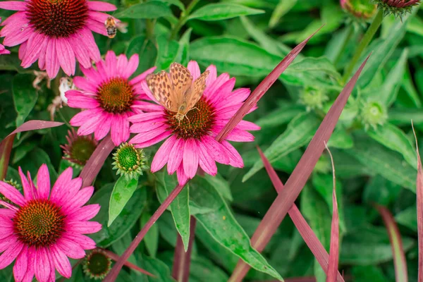 Piękne Kwiaty Echinacea Purpurea Rosnące Ogrodzie Selektyw — Zdjęcie stockowe