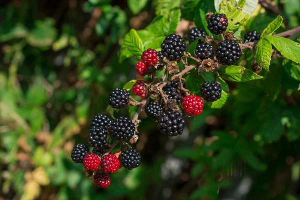 Mure Sau Mure Plantă Coapte Necoapte — Fotografie, imagine de stoc