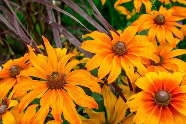 Primer Plano Verano Naranja Flores — Foto de Stock