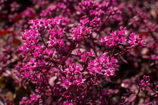 Όμορφα Πολύχρωμα Καλοκαιρινά Λουλούδια Στον Κήπο — Φωτογραφία Αρχείου