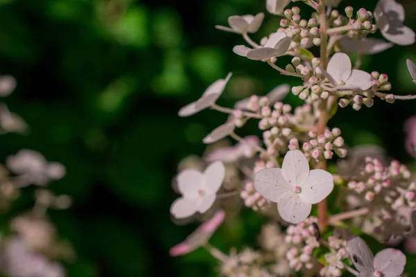 Hortensia Světlé Barvy Zahradě Detail Květiny — Stock fotografie
