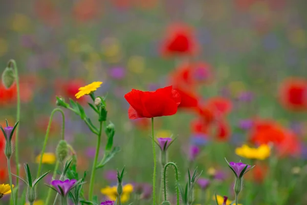 Amapolas Acianos Campo Flores Silvestres —  Fotos de Stock