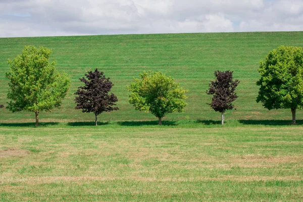 Muy Hermoso Paisaje Verano Árbol Campo — Foto de Stock