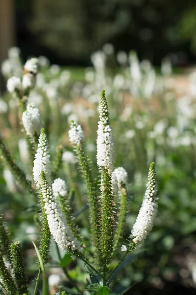 White Garden Speedwell Flowers Veronica Longifolia — Stock Photo, Image