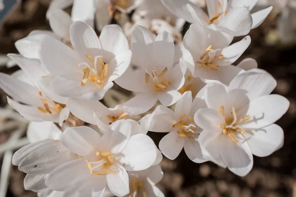 Virágzó Colchicum Őszi Virágok Őszi Virág Kora Reggel — Stock Fotó