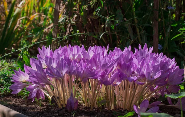 Blooming Colchicum Autumnale Flowers Early Morning Soft — Stock Photo, Image