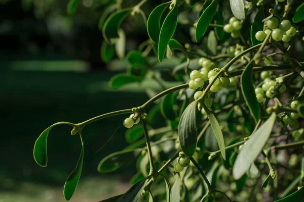 Europäische Mistel Als Grüner Hintergrund Und Beeren — Stockfoto