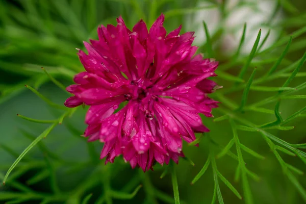 Yaz Tarlasında Pembe Çiçek — Stok fotoğraf