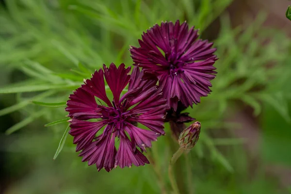 Yaz Tarlasında Pembe Çiçek — Stok fotoğraf