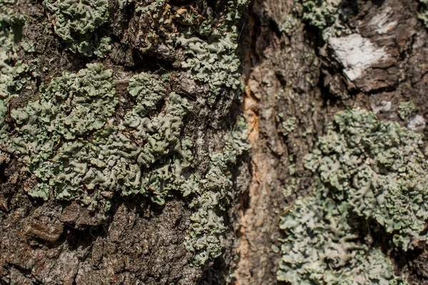 Урожай Текстури Шкіри Великого Дерева Фону — стокове фото