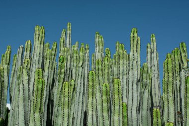 Pilosocereus pachycladus kaktüsü Tenerife, Kanarya Adası 'nda.