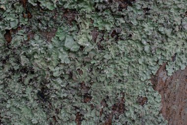 Arkaplan için büyük ağaç derisinden eski doku