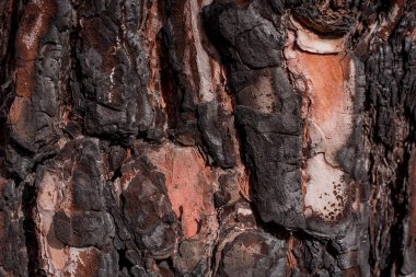 Arkaplan için büyük ağaç derisinden eski doku 