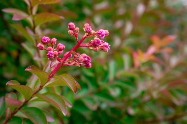 kırmızı yaprakların renk doğa arkaplanı