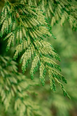 Bir eşkıyanın dallarından yeşil bir yapı