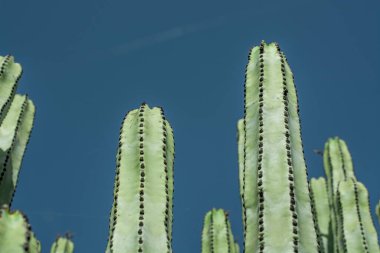 Pilosocereus pachycladus kaktüsü Tenerife, Kanarya Adası 'nda.