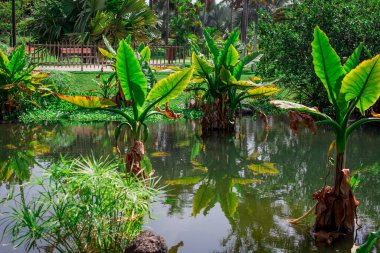 tropikal muz ağacı arkaplan renklendirmesi