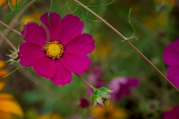Cosmos Flower Isolated Textured Purple Background — Stock Photo, Image