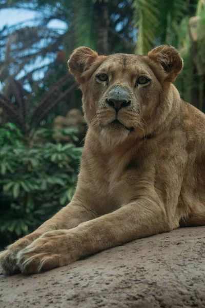 Lion Lady Loro Parque Tenerife — Stock Photo, Image