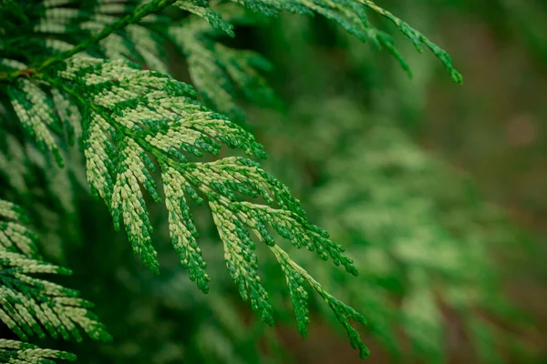 トゥハの枝からの緑の構造 — ストック写真