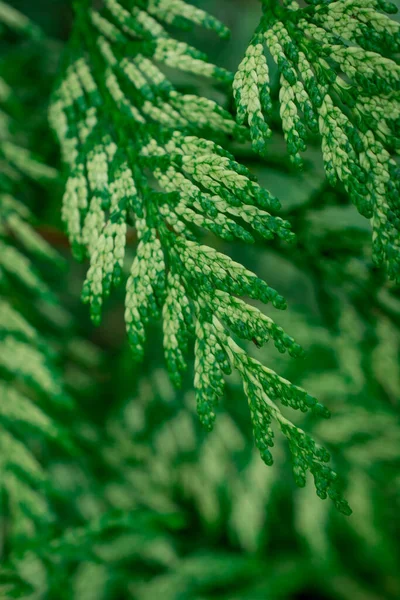 Estrutura Verde Ramos Thuja — Fotografia de Stock