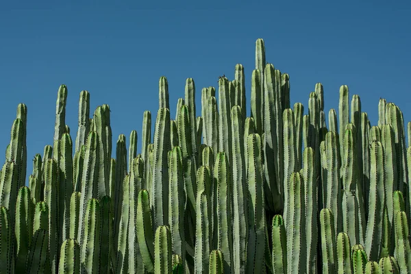 Pilosocereus Pachycladus Cactus Тенерифе Канарский Остров — стоковое фото