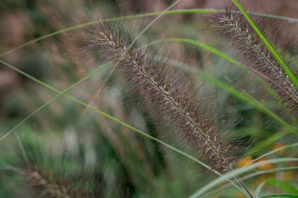 Spikes Foxtail Barley Hordeum Jubatum Garden — Stock Photo, Image