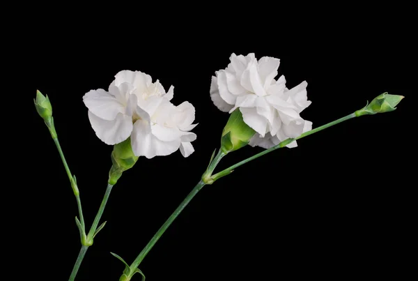Photo Fleurs Oeillets Blancs Sur Fond Noir — Photo