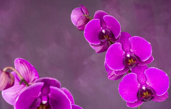 Hermosas Orquídeas Púrpuras Sobre Fondo Rosa —  Fotos de Stock