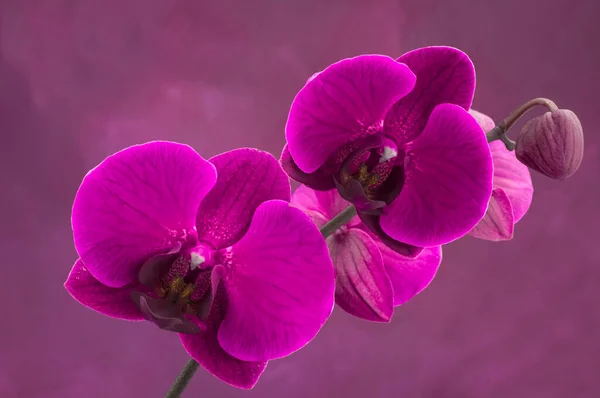 Hermosas Orquídeas Púrpuras Sobre Fondo Rosa — Foto de Stock