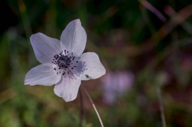 Anemone koronaria ya da gelincik şakayığı çiçekleri