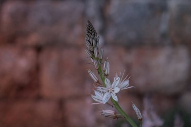 Asphodelus ramosus (dallanmış asphodel) çiçeği