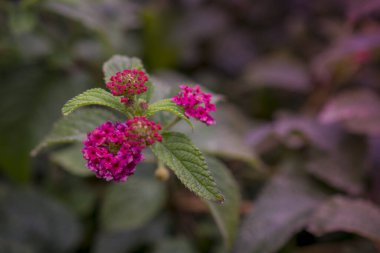parkta blooming lantana camara çiçekler