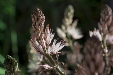 Asphodelus ramosus (dallanmış asphodel) çiçeği