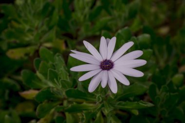 doğal arka plan bahar çiçekleri ile